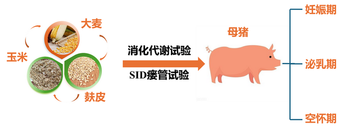 母猪消化代谢-所网.png
